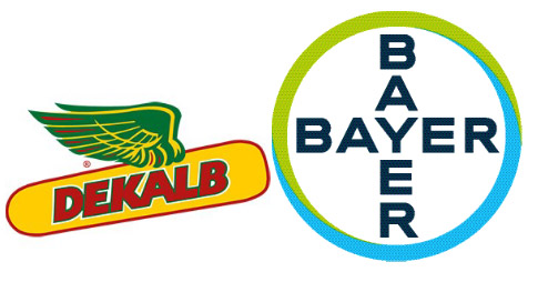 bayer